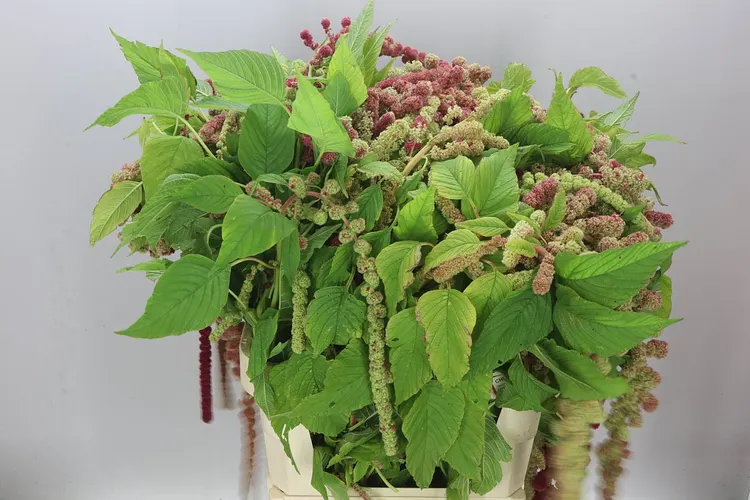 Amaranthus Ca Mira 80 cm