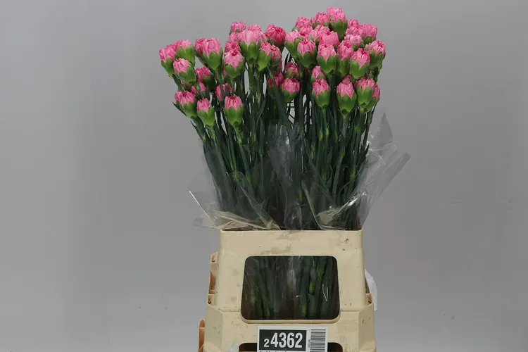 Di St Tonic Golem 70 cm