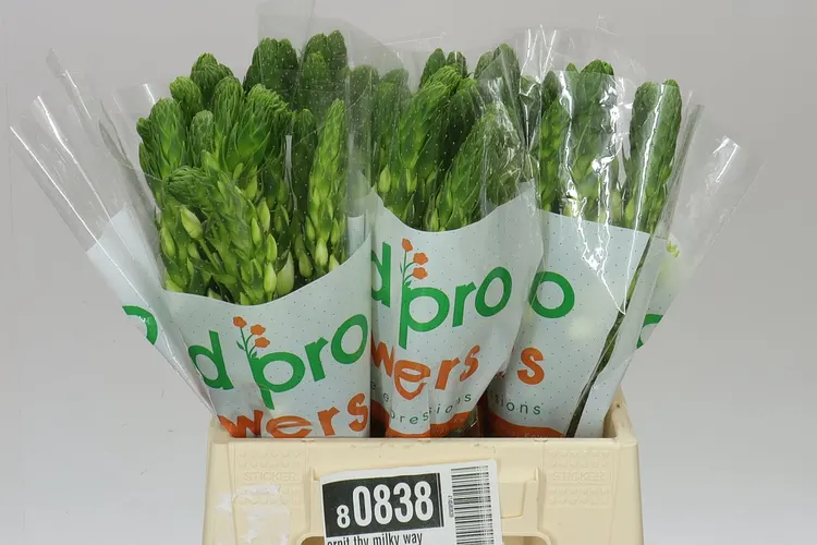 Ornithogalum Milky Way 40 cm