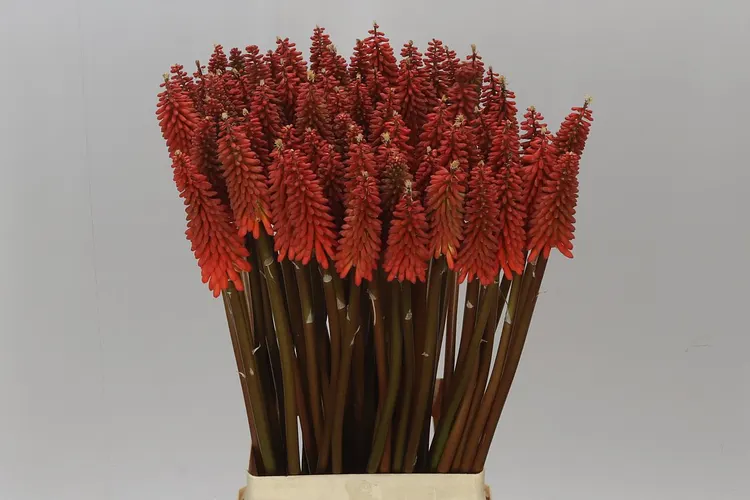 Kniphofia Alcazar 75 cm