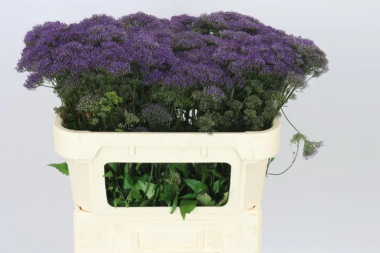 Trachelium Purple Lake Michig 70 cm