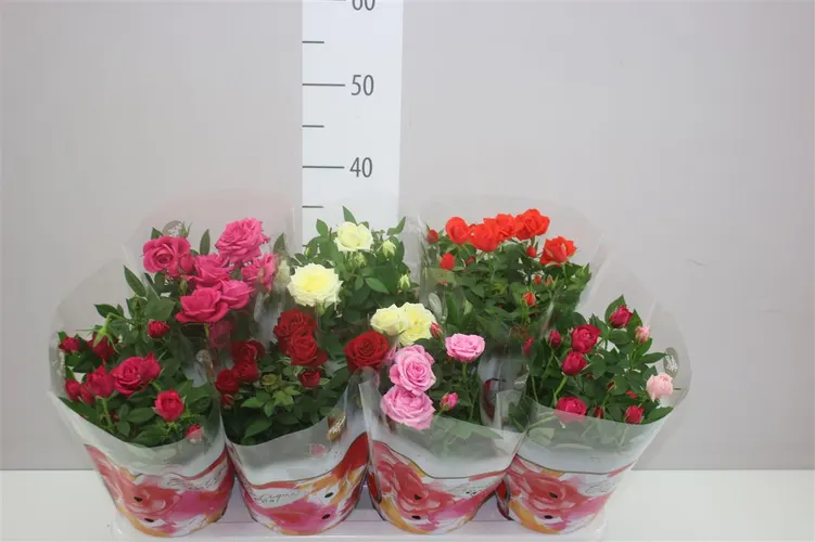 Rosa Star Gemengd črepník 14 cm