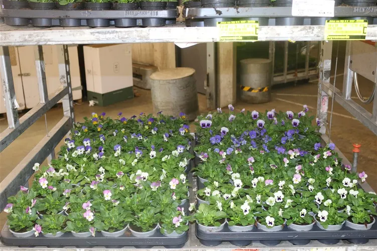 Viola Cornuta Mixtrolley črepník 9 cm