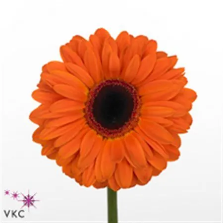 Gerb Dutch Pride 45 cm