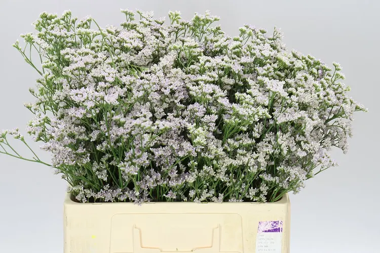 Limóniá (Limonium/Statice)