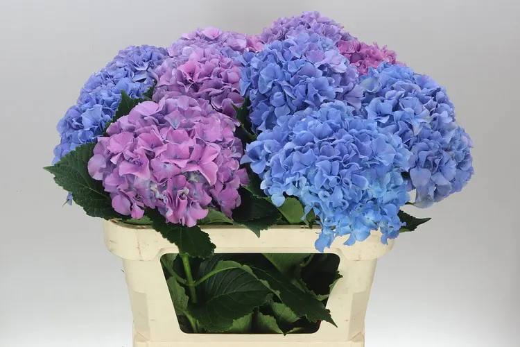 Hyd Parade Dream Classic 80 cm