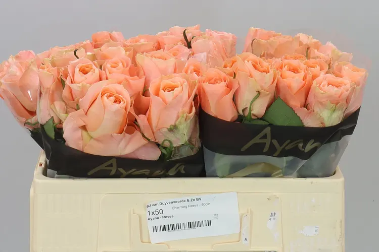 Rosa Gr Charming Reeva 50 cm
