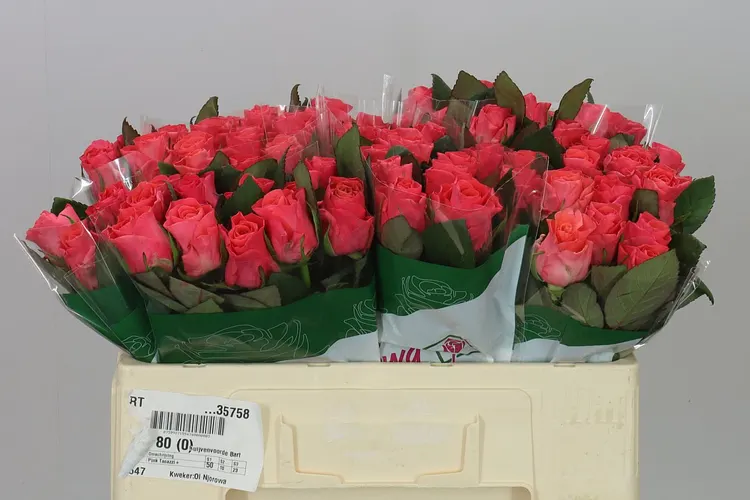 Rosa Gr Pink Tacazzi 50 cm