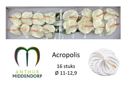 Anth Acropolis