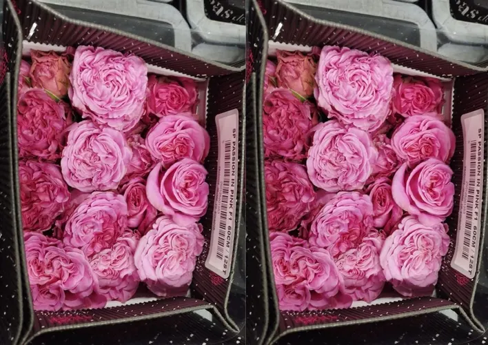Rosa Gar Passion In Pink 50 cm