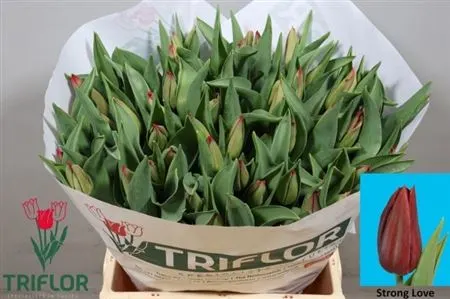 Tulipa En Strong Love 44 cm