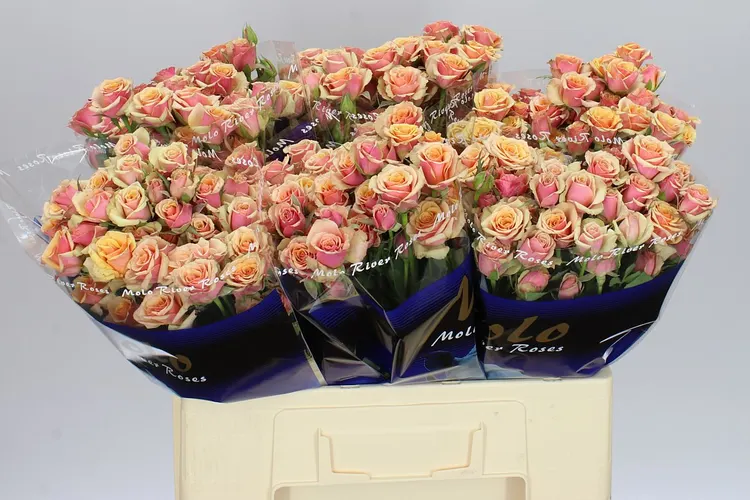 Rosa Tr Antigua 60 cm