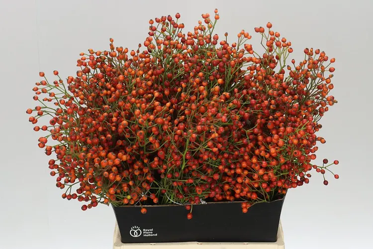 Šípky Plenty 55 cm