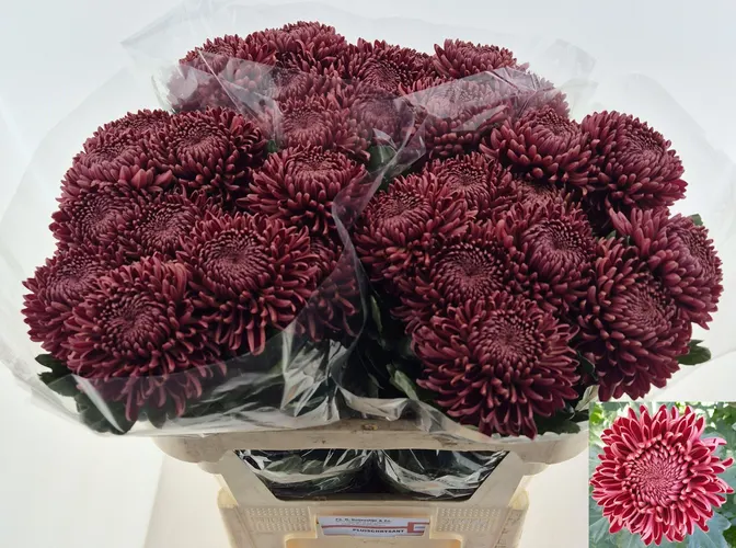 Chr G Bigoudi Red 75 cm
