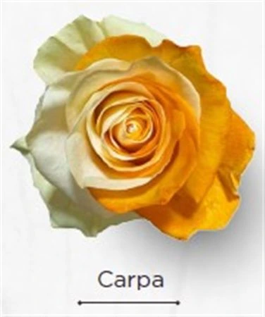 Ruža farbená Carpa, Ekvádor 50 cm