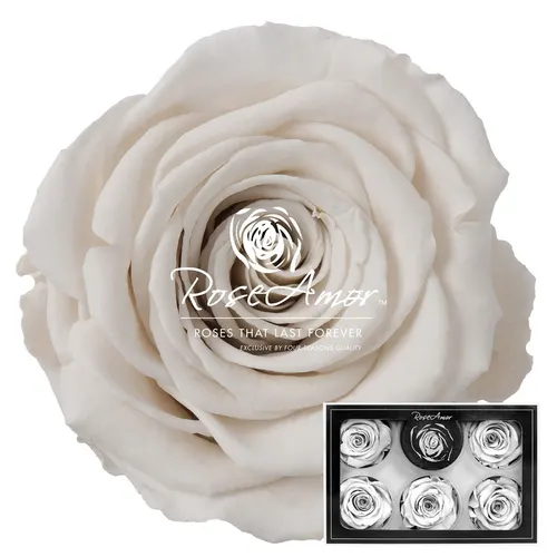 Stabilizovaná ruža XL ⌀ 6 cm, biela WHI04