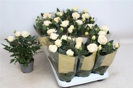 Ruža črepníková Grande Creme črepník 10,5 cm