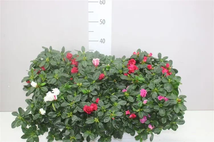 Azalka mix črepník 13 cm