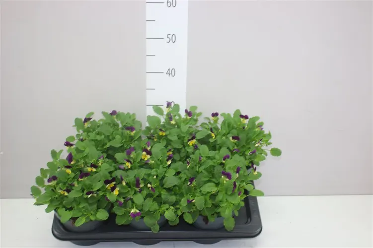 Viola Cornuta F1 Lemon Purple črepník 17 cm