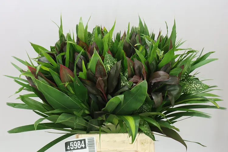 Asia mix 50 cm
