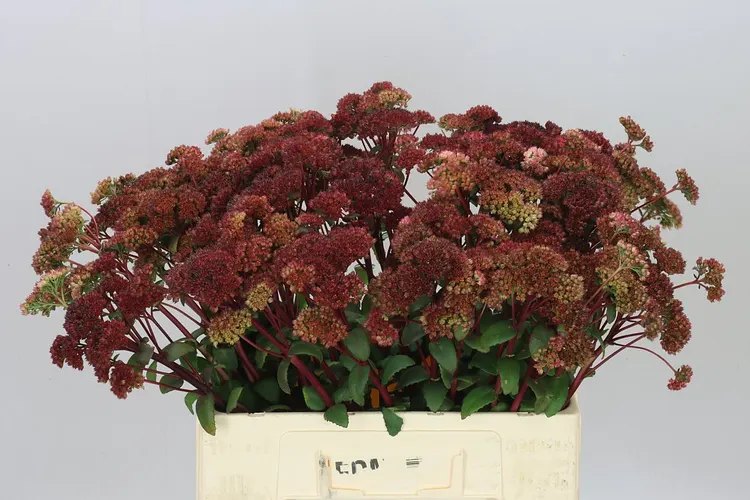 Sedum Magical Lizzy 60 cm