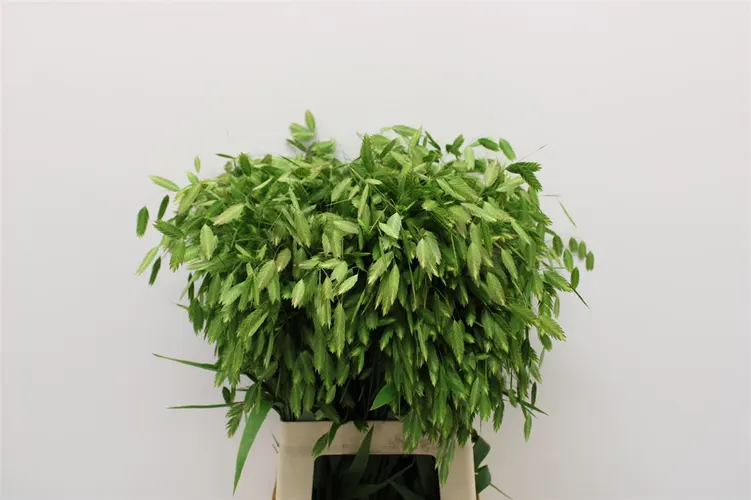 Chasmanthium Latifolium 70 cm