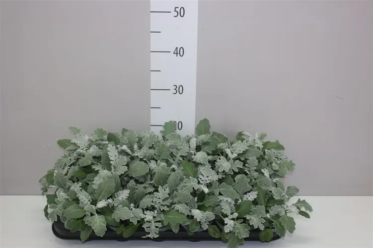 Senecio Cineraria črepník 9 cm
