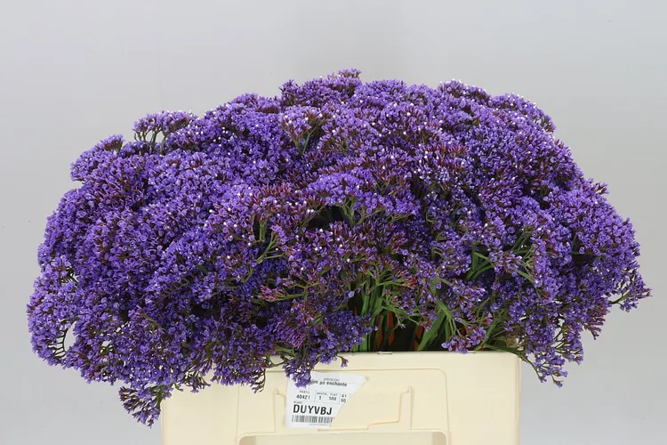 Limónium Pe Enchante 60 cm