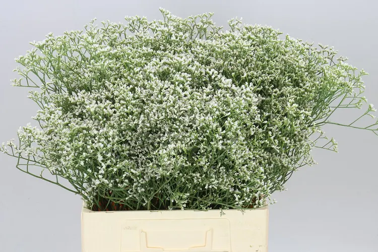 Limónium Casp White Neto 70 cm