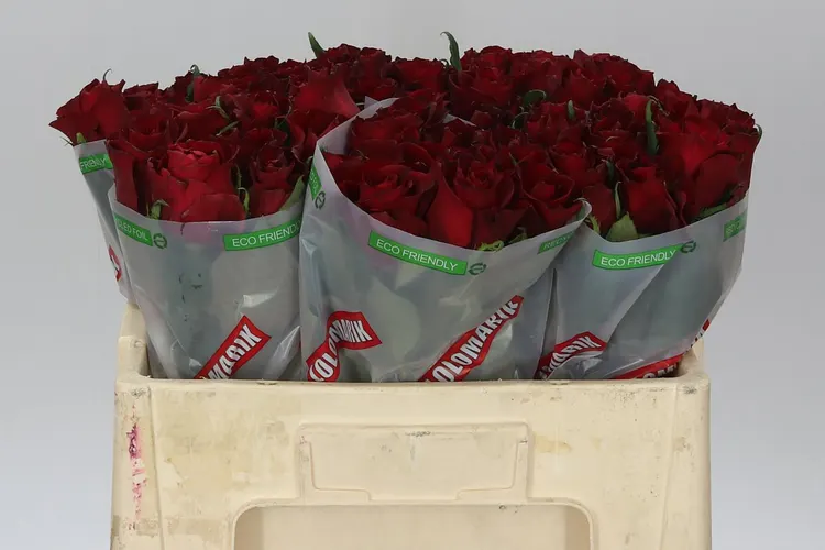 Rosa Gr Ever Red 50 cm