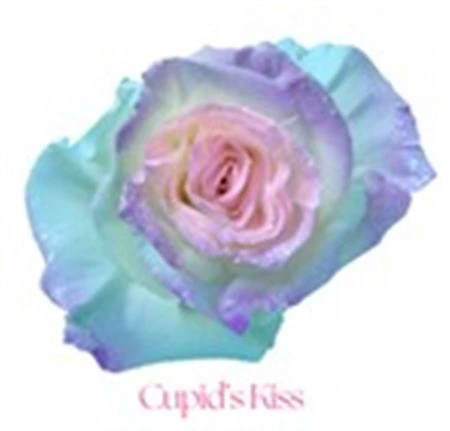 Ruža farbená Cupid's Kiss, Ekvádor 50 cm
