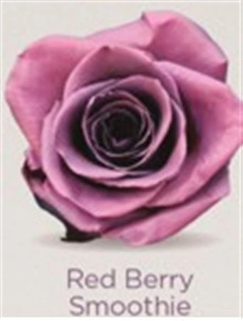 Ruža farbená Red Cherry Smoothie, Ekvádor 50 cm