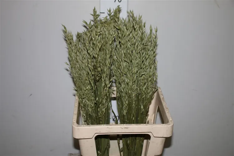 Dried Haver Oats 60 cm