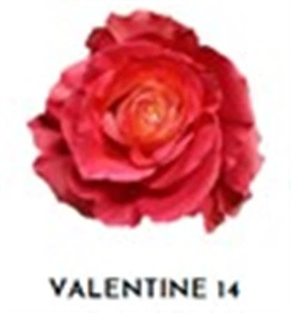 Ruža farbená Valentine 14, Ekvádor 50 cm