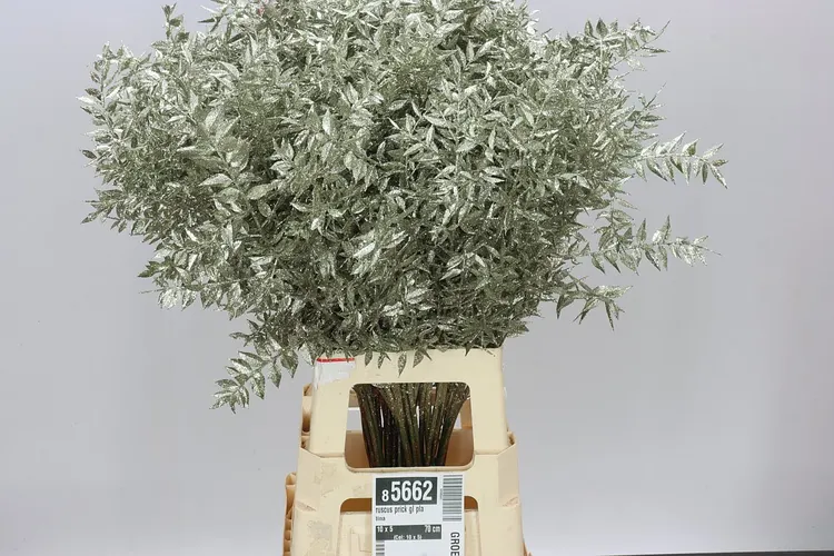 Ruskus Prick Gl Platina 70 cm