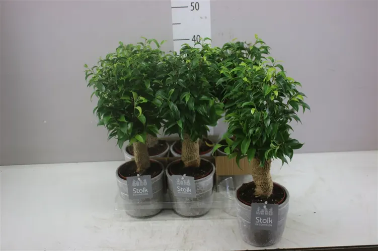 Ficus Natasja Jute Stam Stone Keramiek črepník 13 cm