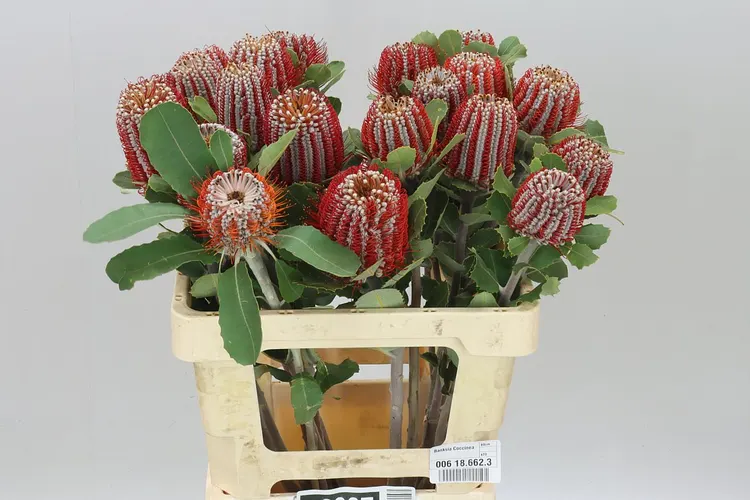 Banksia Coccinea 60 cm