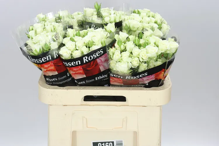 Rosa Tr Snow Flake A2 60 cm