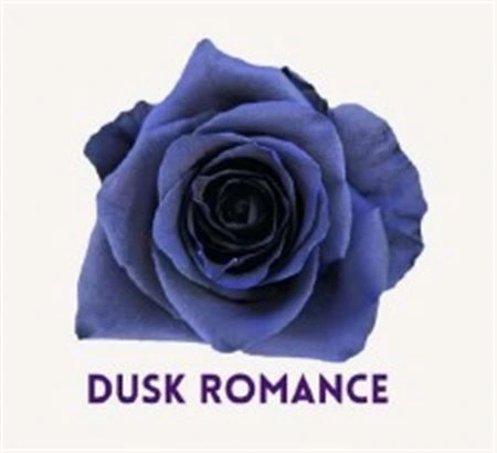 Ruža farbená Dusk Romance, Ekvádor 50 cm