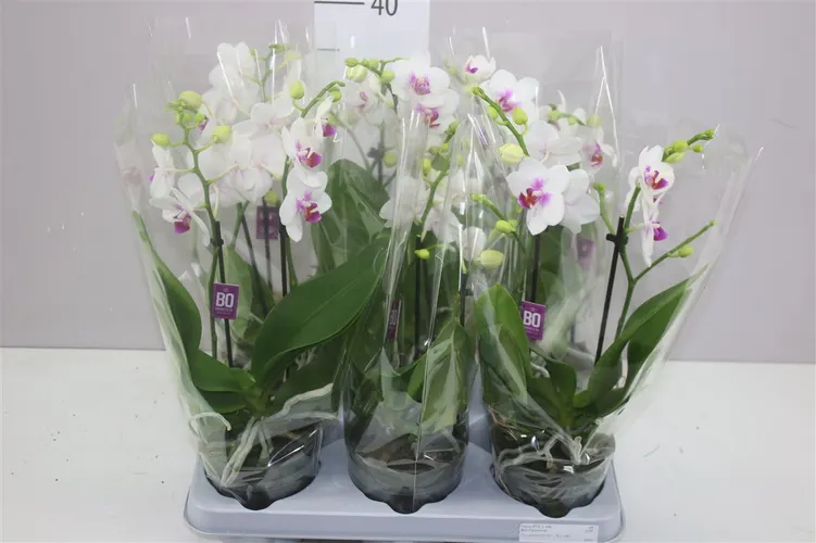 Phal Boquetto Passion 2 Tak črepník 12 cm