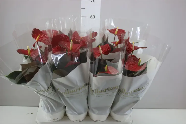 Antúrium Coral Champion črepník 14 cm