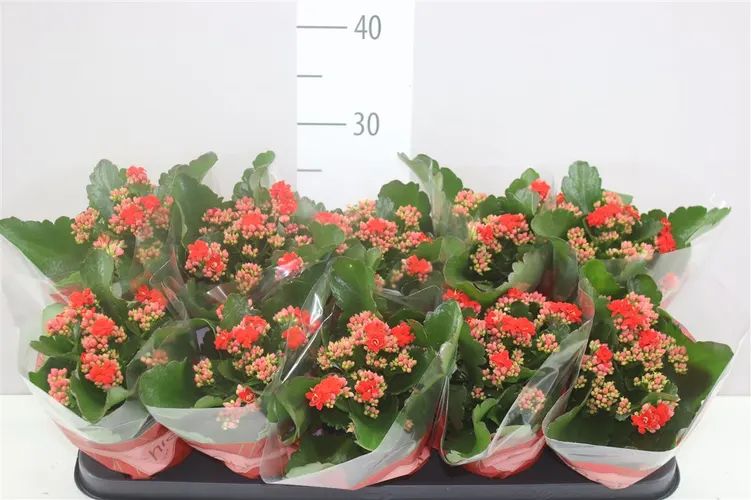 Kalanchoe Rosalina Rood črepník 10,5 cm