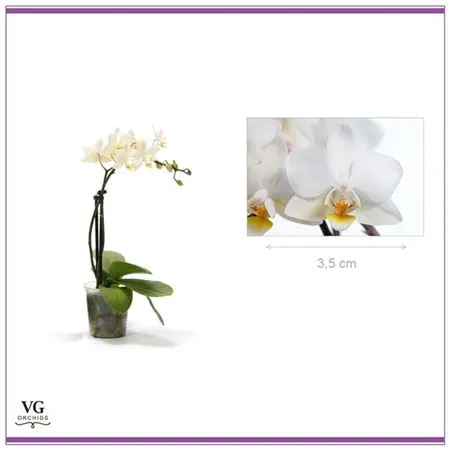 Phal Mini Wit 2 Tak črepník 6 cm