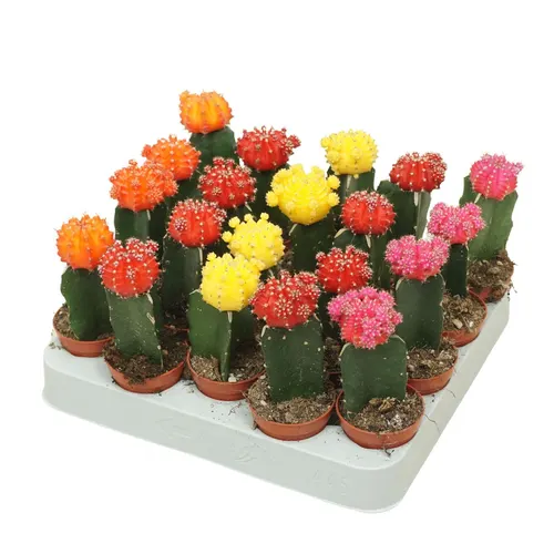 Gymnocalycium Gemengd črepník 5,5 cm