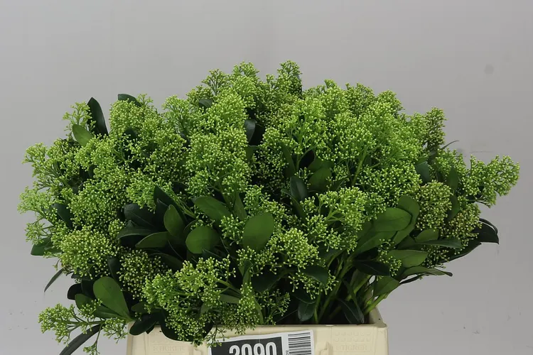 Skimmia Yuki 45 cm