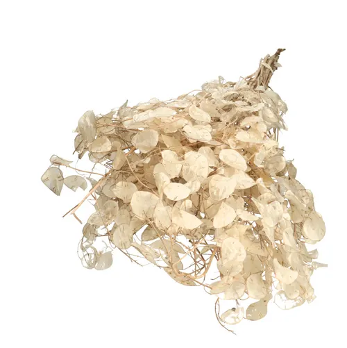 Sušený kvet Lunaria 90 cm