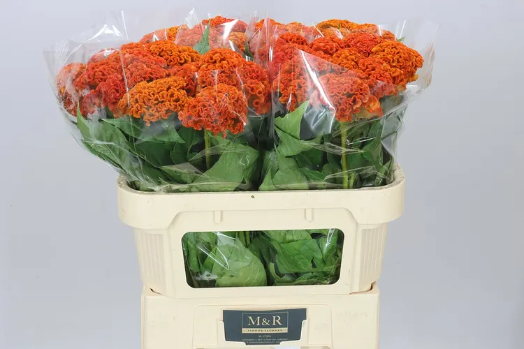 Celosia Reprise Orange 72 cm