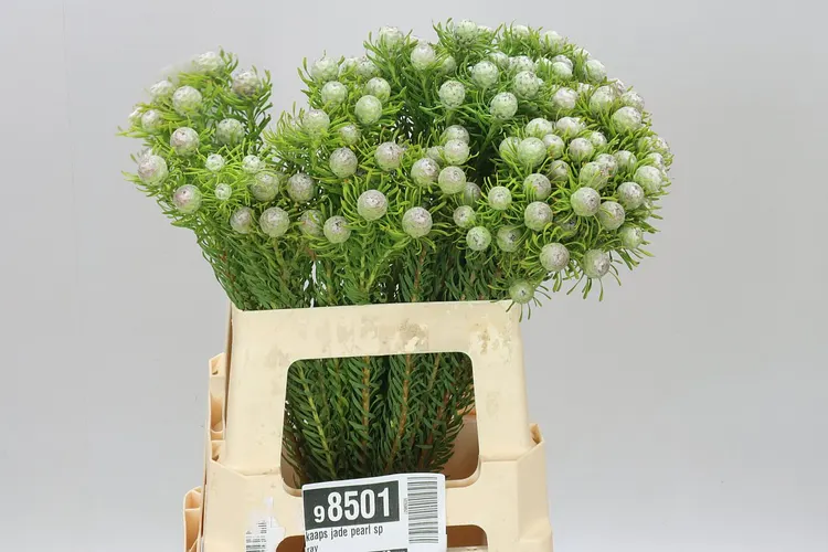 Kaaps Jade Pearl Spray 60 cm