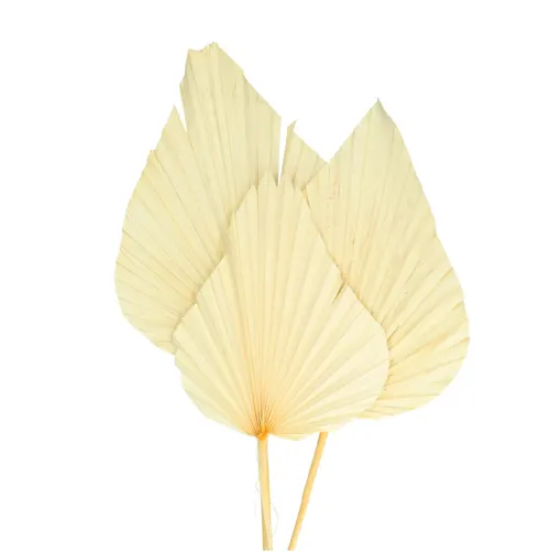 Sušený kvet Palm Spear 60 cm