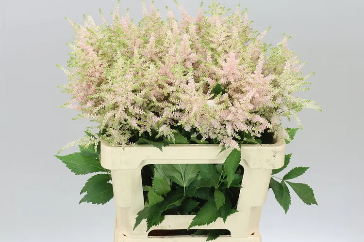 Astilbe Europa 60 cm